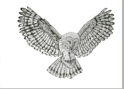 Flying Owl, Night Hunter, Silent Flier, Wise Predator, Moonlit Glider Drawing