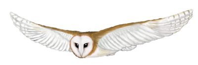 Flying Owl, Night Hunter, Majestic Predator, Soaring Bird, Silent Glider Drawing