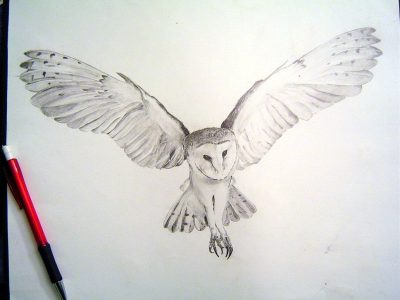 Flying Owl, Majestic Soarer, Nocturnal Predator, Silent Glider, Night Hunter Drawing