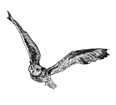 Flying Owl, Mystical Creature, Silent Glider, Soaring Nightbird, Majestic Hunter Drawing