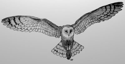 Flying Owl, Silent Wings, Night Hunter, Majestic Flight, Moonlit Glider Drawing