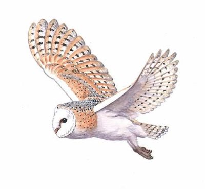 Flying Owl, Silent Wings, Night Hunter, Majestic Flight, Moonlit Glider Drawing