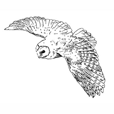 Flying Owl, Silent Wings, Night Hunter, Majestic Flight, Moonlit Glider Drawing