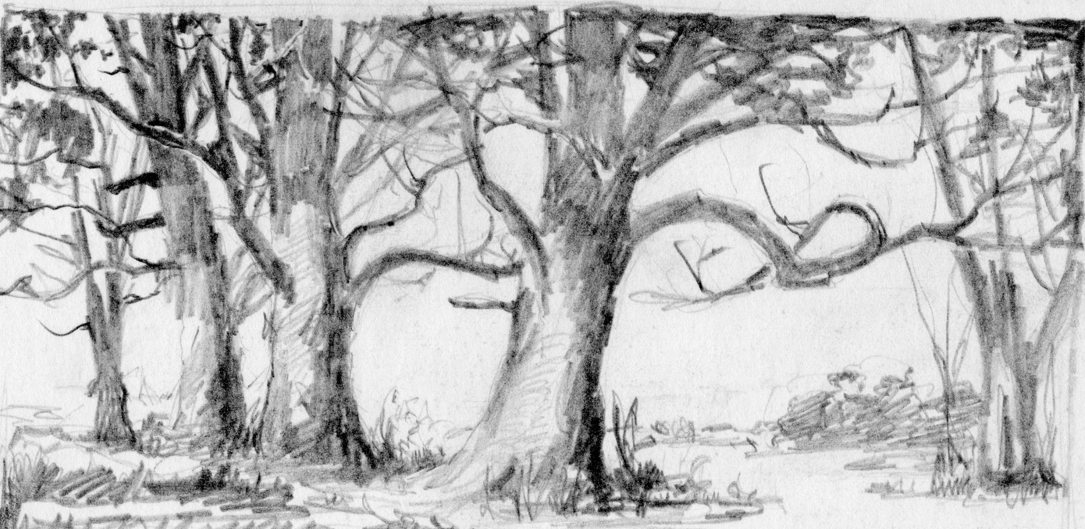 Forest Drawing Photo