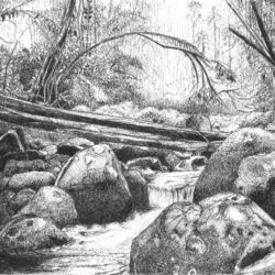 Forest Drawing Realistic Sketch