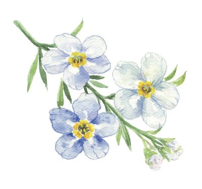 Forget Me Not, Remembrance, Love, Nostalgia, Connection Drawing