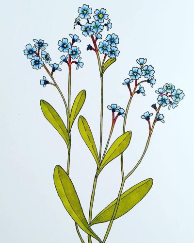 Forget Me Not, Remembrance, Love, Connection, Nostalgia Drawing