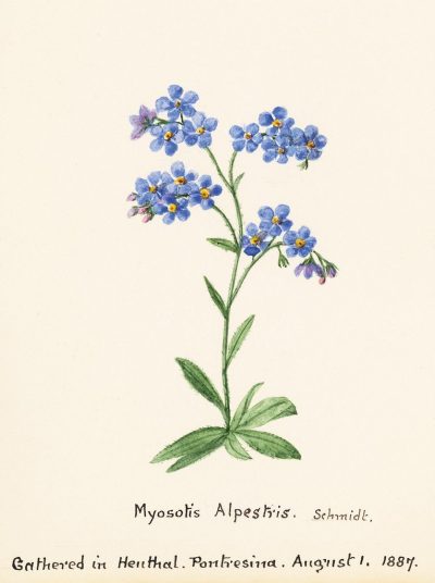 Forget Me Not, Remembrance, Love, Nostalgia, Connection Drawing