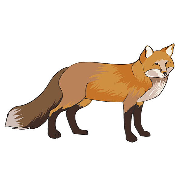 Fox Drawing Image