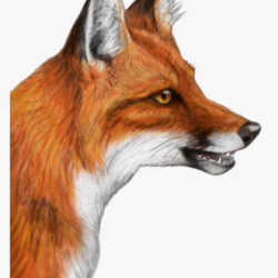 Fox Drawing Photo