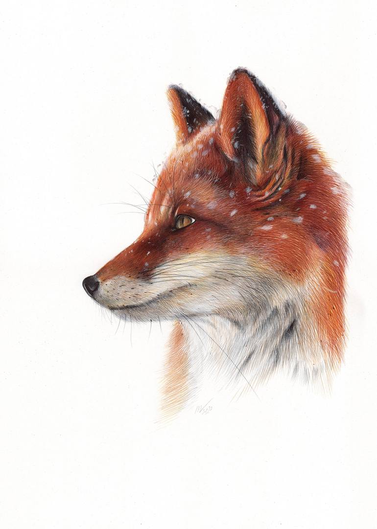 Fox Drawing Picture