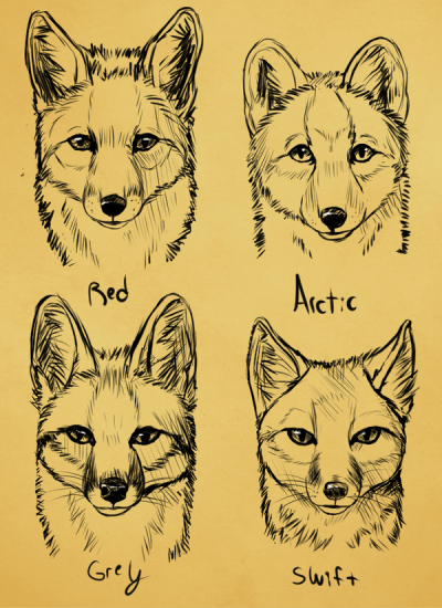 Fox Face, Canine Countenance, Vixen Visage, Wild Expression, Furry Features Drawing