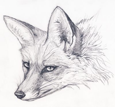 Fox Face, Vibrant, Playful, Whimsical, Enigmatic Drawing