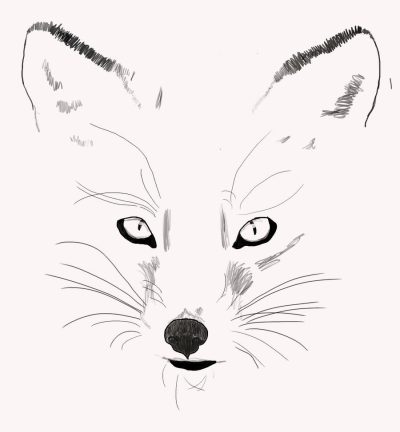 Fox Face, Wild Charm, Mysterious Expression, Nature’s Beauty, Enigmatic Gaze Drawing