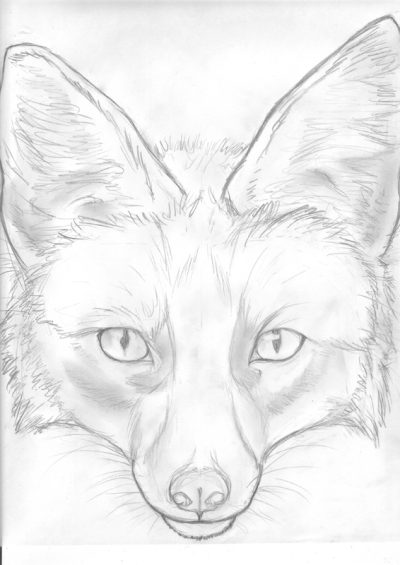 Fox Face, Masked Features, Wild Charm, Nature’s Artistry, Clever Expression Drawing