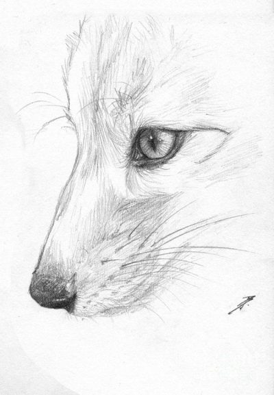 Fox Face, Canine Countenance, Vixen Visage, Wild Expression, Furry Features Drawing