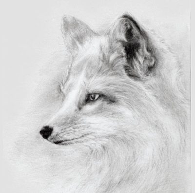 Fox Face, Furry Features, Wild Expression, Animal Mask, Nature Inspired Drawing