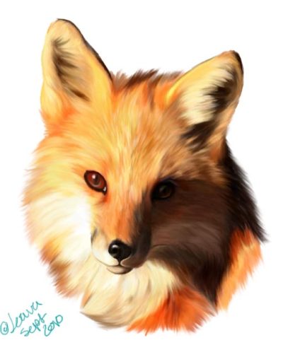 Fox Face, Wild Charm, Mysterious Expression, Nature’s Beauty, Enigmatic Gaze Drawing