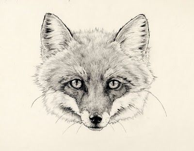 Fox Face, Nature’s Beauty, Playful Spirit, Wild Charm, Cunning Expression Drawing