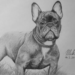 French Bulldog Drawing