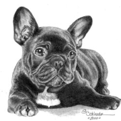 French Bulldog Drawing Amazing Sketch