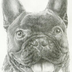 French Bulldog Drawing Artistic Sketching