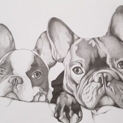 French Bulldog Drawing Hand Drawn