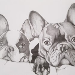 French Bulldog Drawing Hand Drawn Sketch