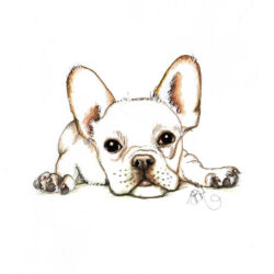 French Bulldog Drawing Stunning Sketch