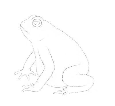 Frog, Croak, Amphibian, Pond, Leap Drawing