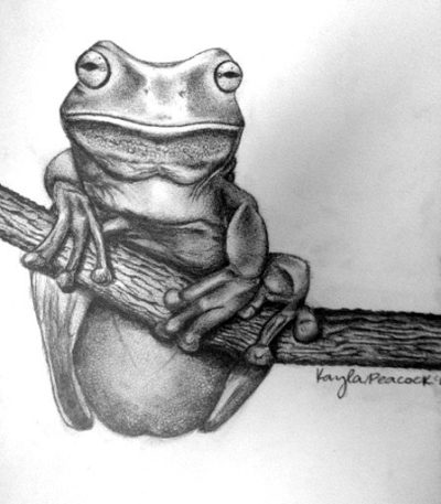 Frog, Croak, Amphibian, Pond, Leap Drawing