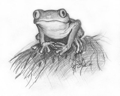 Frog, Croak, Amphibian, Pond, Leap Drawing