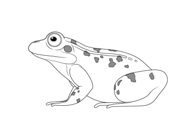 Frog, Croak, Amphibian, Pond, Leap Drawing