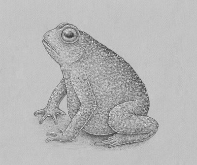 Frog, Croak, Amphibian, Pond, Leap Drawing