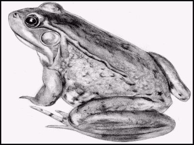 Frog, Croak, Amphibian, Pond, Leap Drawing