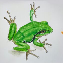 Frog Drawing Amazing Sketch