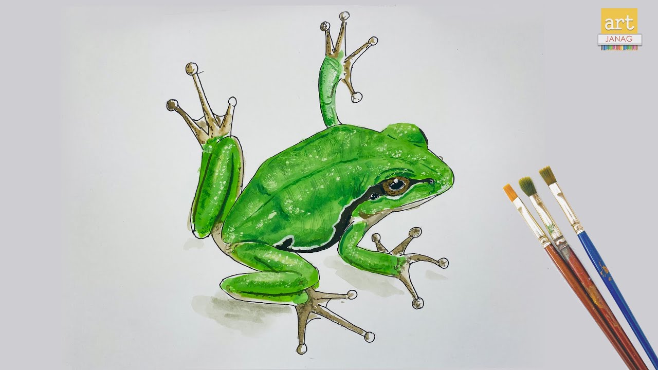 Frog Drawing Amazing Sketch