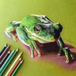 Frog Drawing Artistic Sketching