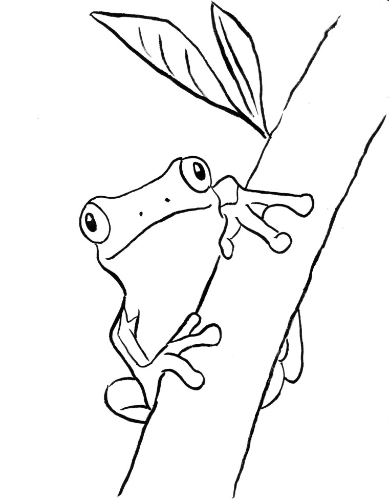 Frog Drawing Image
