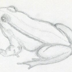 Frog Drawing Photo