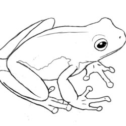 Frog Drawing Stunning Sketch