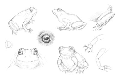 Frog, Croak, Amphibian, Pond, Leap Drawing