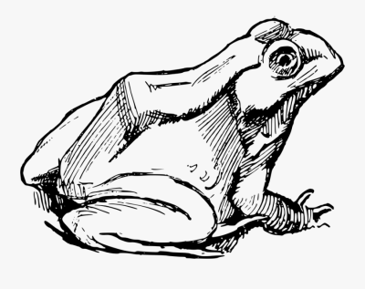 Frog, Croak, Amphibian, Pond, Leap Drawing