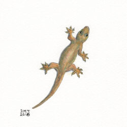 Gecko Drawing Detailed Sketch