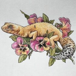 Gecko Drawing Image