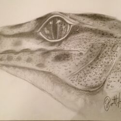 Gecko Drawing Intricate Artwork