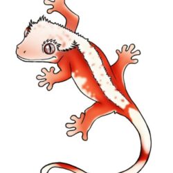 Gecko Drawing Modern Sketch