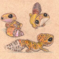 Gecko Drawing Sketch