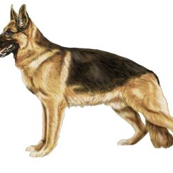 German Shepherd Drawing