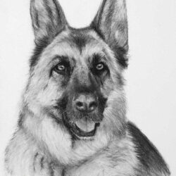 German Shepherd Drawing Amazing Sketch